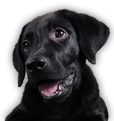 Please support us! Rrrruff!